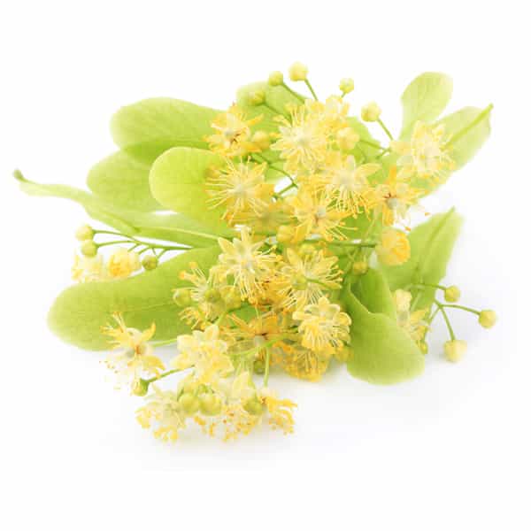 Glicerinski biljni ekstrakti Lime Flower Extract