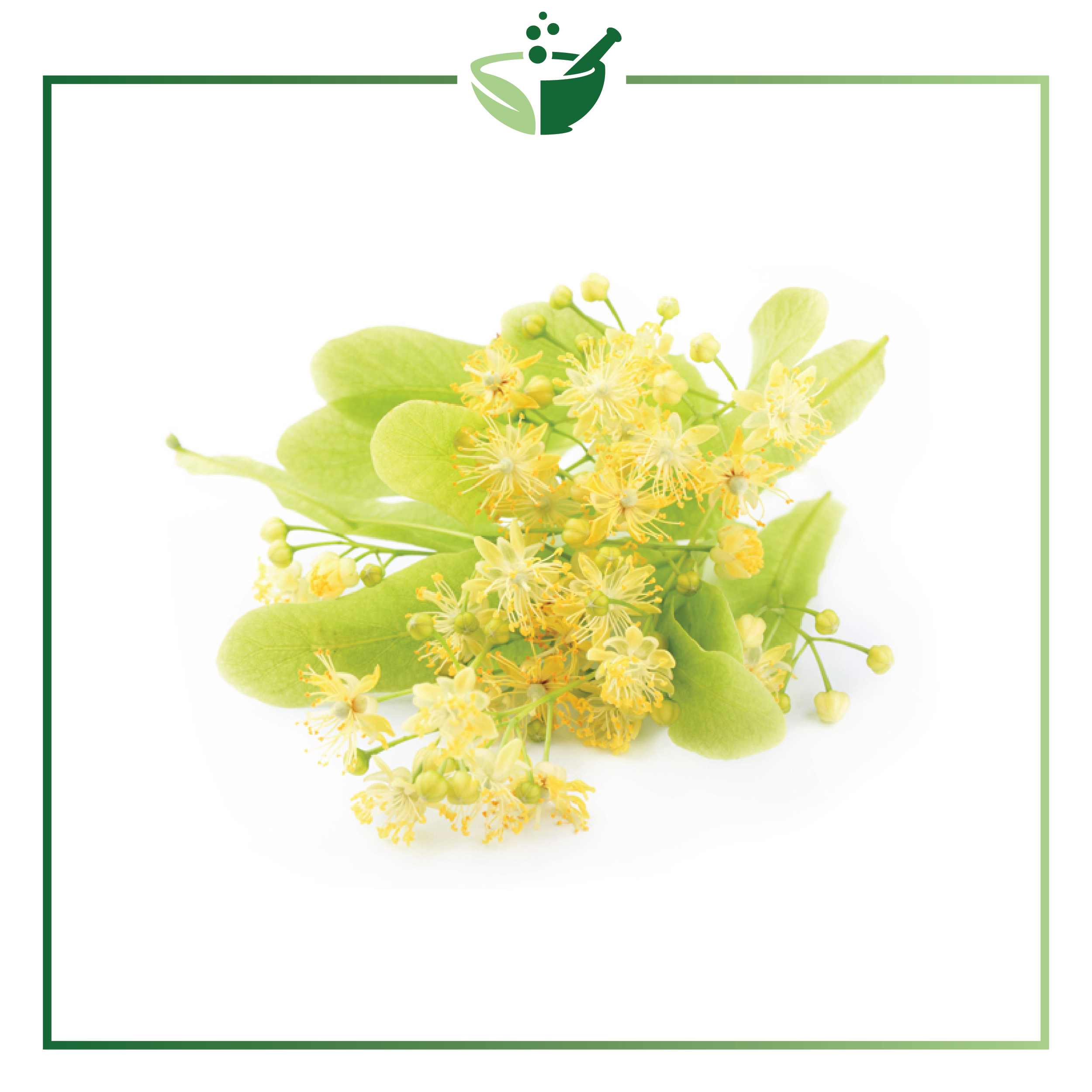 липа мелколистная веточка. липа дерево цветы. липа бохлер. липа сердцевидная. цвет липы 1.