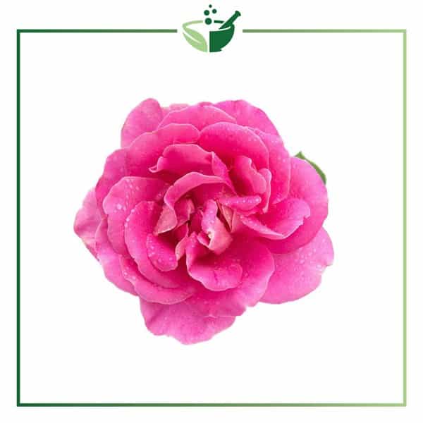 Bulgarian-Rosa-Damascena-Essential-Oil