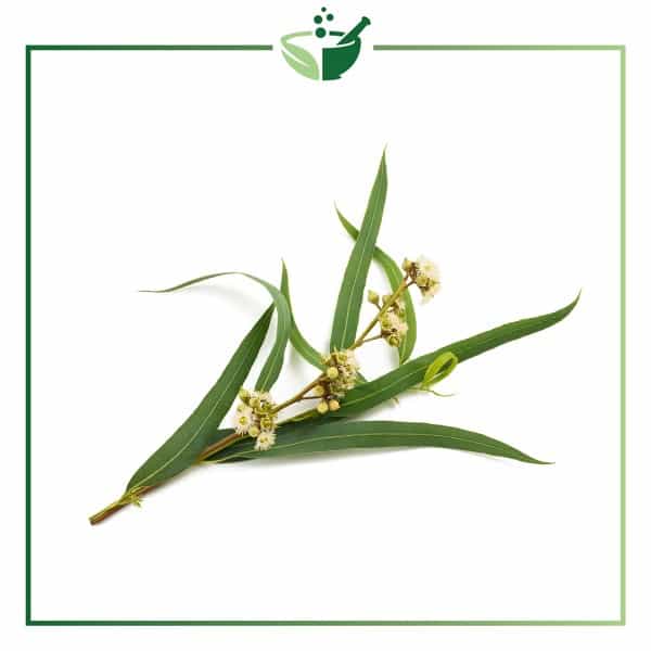 Eucalyptus-Radiata-Essential-Oil