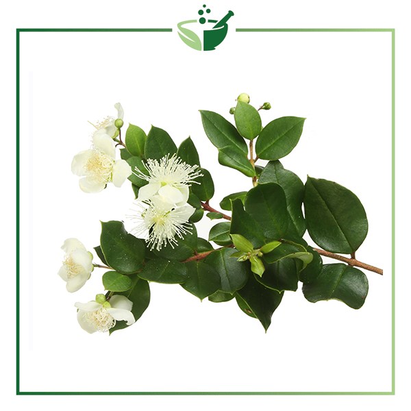 Honey-Myrtle-Essential-Oil