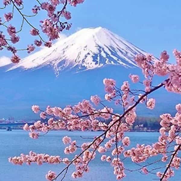 Japanese-Cherry-Blossom-Fragrance-Oil__52098