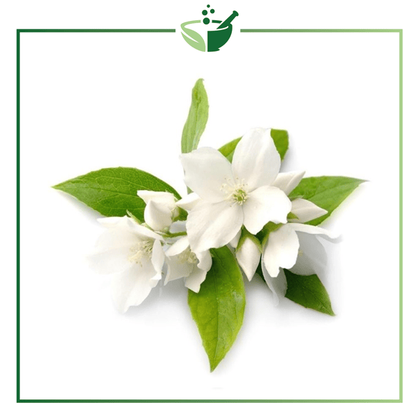 Jasmine-Absolute-(Grandiflorum)-Oil