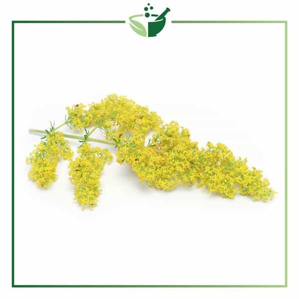 Lady-Bedstraw-Extract