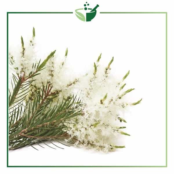 Rosalina-Essential-Oil