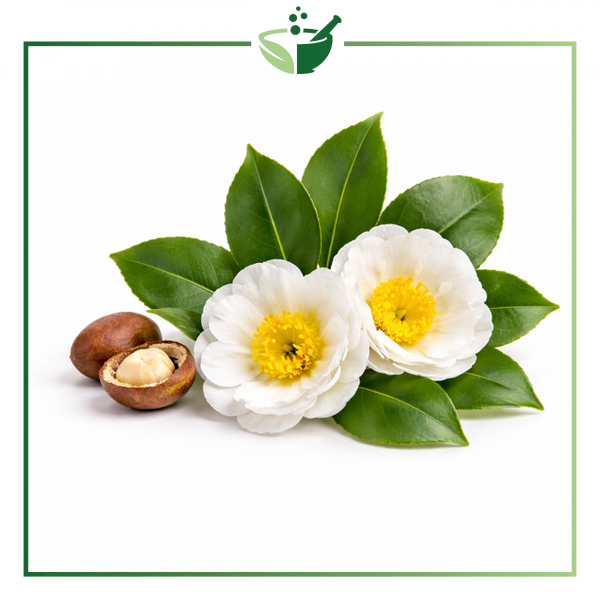 camellia-with-green-frame-final