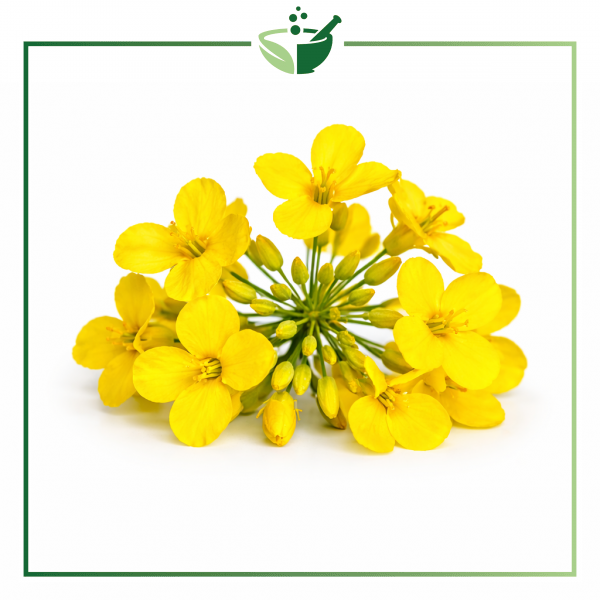 canola-flowers-original-with-green-frame