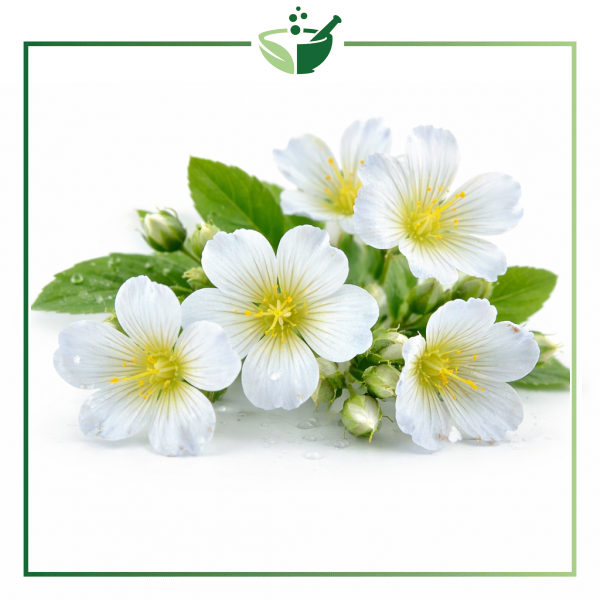 white-flowers-original-with-green-frame